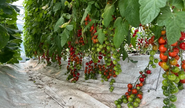 IMG_5496_Tomates